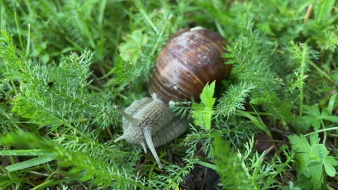 Snail wet grass Stock Footage 156449755