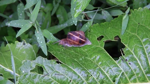 Snail on wet leaf Stock Footage 83771458