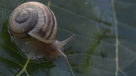 A snail on wet leaf ,macro ,closeup Stock Footage 42645679