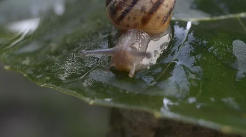 A snail on wet leaf ,macro ,closeup Stock Footage 42645794