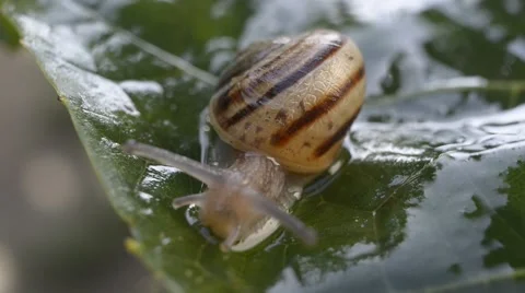 A snail on wet leaf ,macro ,closeup Stock Footage 42645935