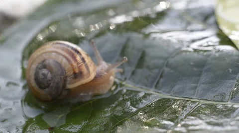 A snail on wet leaf ,macro ,closeup Stock Footage 42645994