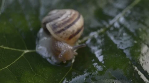A snail on wet leaf ,macro ,closeup Stock Footage 42646083