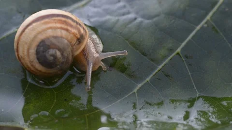 A snail on wet leaf ,macro ,closeup Stock Footage 42646154