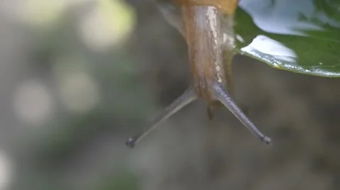 A snail on wet leaf ,macro ,closeup Stock Footage 42646216