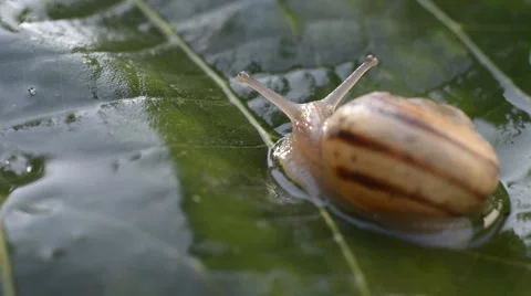 A snail on wet leaf ,macro ,closeup Stock Footage 42646235