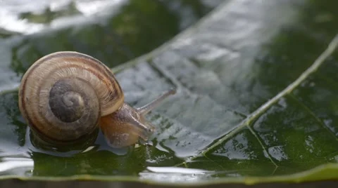 A snail on wet leaf ,macro ,closeup Stock Footage 42646257