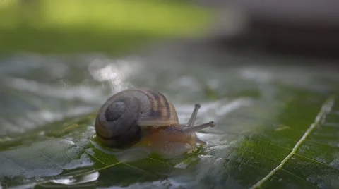 A snail on wet leaf ,macro ,closeup Stock Footage 42646544