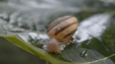 A snail on wet leaf ,macro ,closeup Stock Footage 42646621