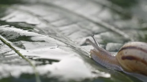 A snail on wet leaf ,macro ,closeup Stock Footage 42646670