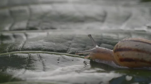 A snail on wet leaf ,macro ,closeup Stock Footage 42646723