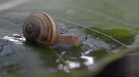 A snail on wet leaf ,macro ,closeup Stock Footage 42646908