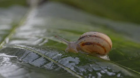 A snail on wet leaf ,macro ,closeup Stock Footage 42647072