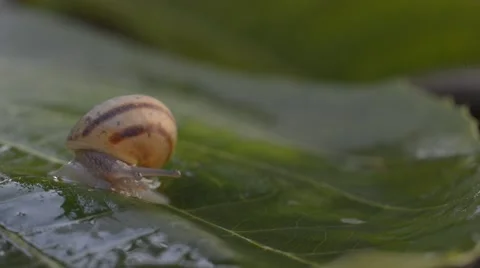 A snail on wet leaf ,macro ,closeup Stock Footage 42647076