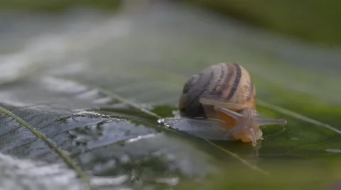 A snail on wet leaf ,macro ,closeup Stock Footage 42648021