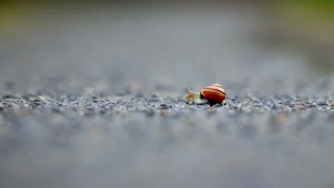 Snail on Wet Road in Rain with Reflections – Cinematic Mood Stock Footage 320304618