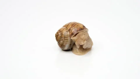 Snail on a white background, crawling on the background. Stock Footage 239572086
