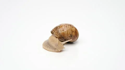 Snail on a white background, crawling on the background. Stock Footage 239572371
