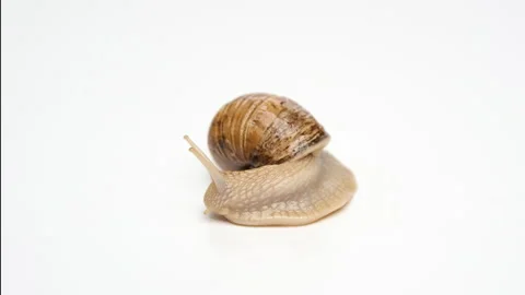 Snail on a white background, crawling on the background. Stock Footage 239572758