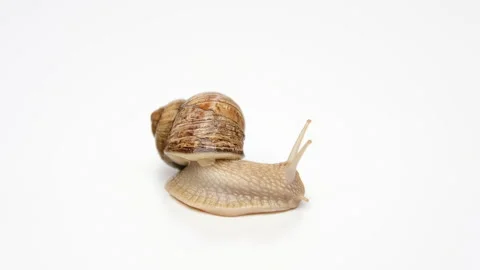 Snail on a white background, crawling on the background. Stock Footage 239572927