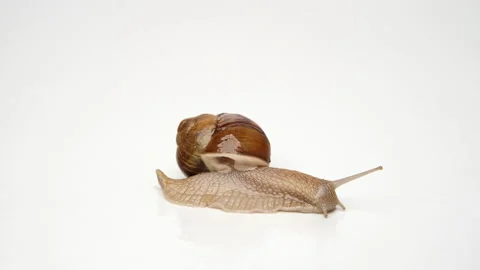 Snail on a white background, crawling on the background. Stock Footage 239573338