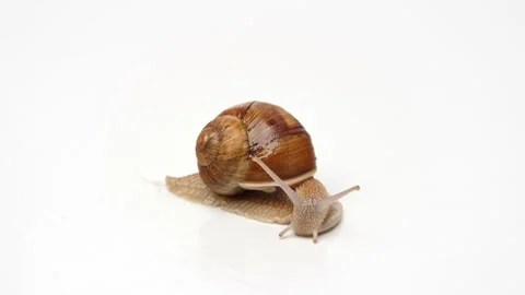 Snail on a white background, crawling on the background. Stock Footage 239573785