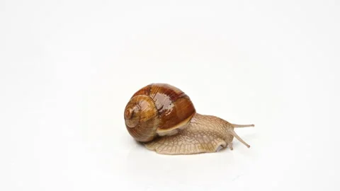 Snail on a white background, crawling on the background. Stock Footage 239574287