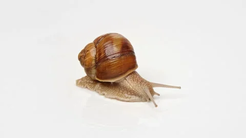 Snail on a white background, crawling on the background. Stock Footage 239574851