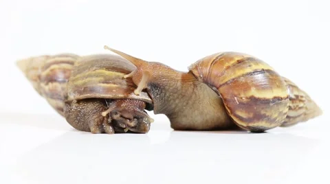 Snail on a white background. Stock Footage 50235896