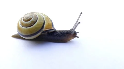 Snail with white background Video stock 270089286