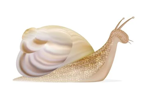 Snail on a white background Stock Illustration