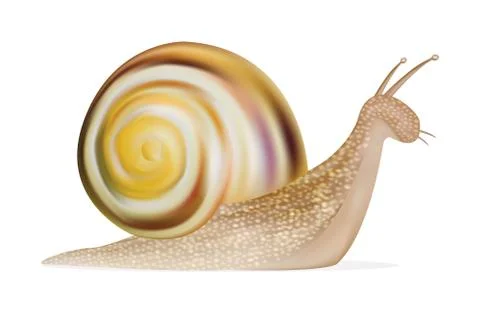 Snail on a white background Stock Illustration