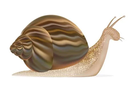 Snail on a white background Stock Illustration