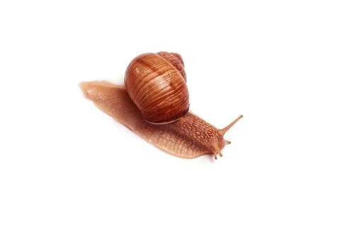 Snail on a white background. Isolated. Stock Photos
