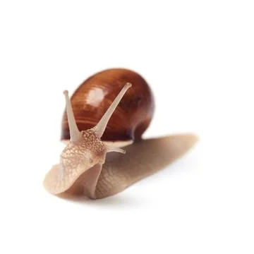 Snail on a white background. Isolated. 库存照片