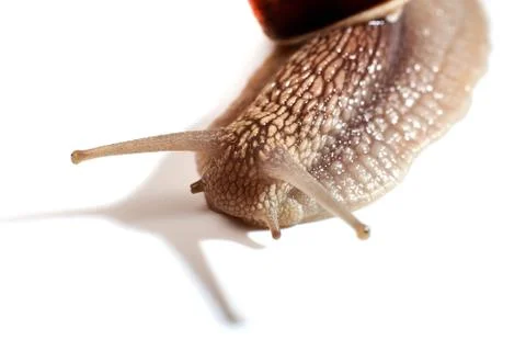 Snail on a white background. Isolated. Stock Photos