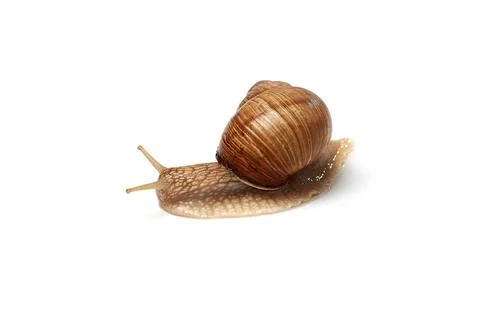 Snail on a white background. Isolated. Stock Photos