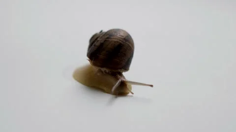 Snail on the white background macro Stock Footage 130728331