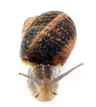 Snail on white background Stock Photos