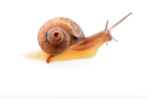 Snail on a white background Stock Photos