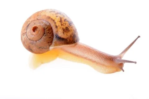 Snail on a white background Stock Photos