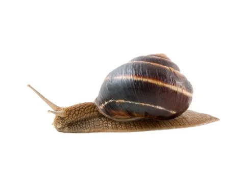 	The snail on a white background Stock Photos