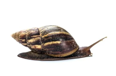Snail on white background Stock Photos