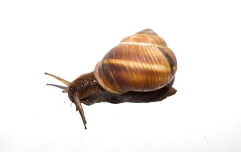 Snail on a white background. Stock Photos