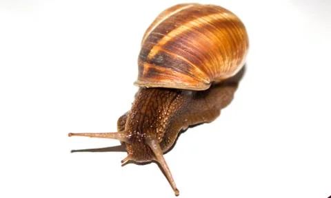 Snail on a white background. Stock Photos