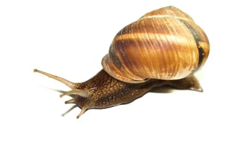 Snail on a white background. Stock Photos