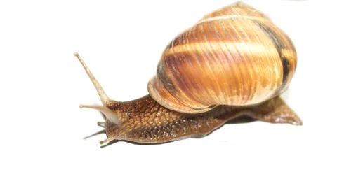 Snail on a white background. Stock Photos