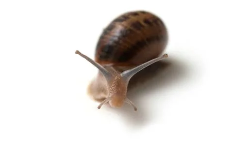 Snail on white background Stock Photos