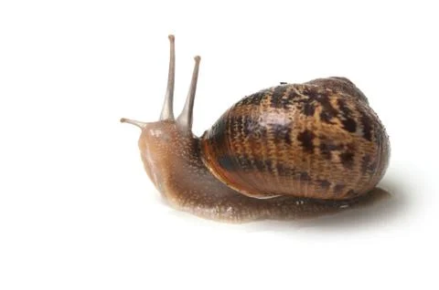 Snail on white background Stock Photos
