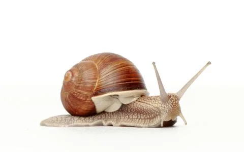 Snail on a white background Stock Photos